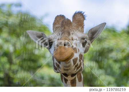 静岡県裾野市　夏のサファリパーク 119780259