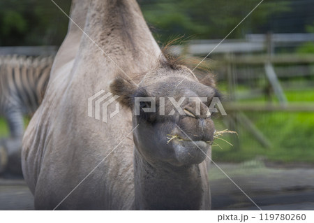 静岡県裾野市　夏のサファリパーク 119780260