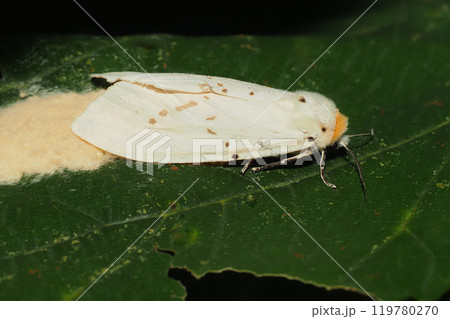 産卵中のクワゴマダラヒトリ(メス) 産卵中のクワゴマダラヒトリ(メス) 119780270