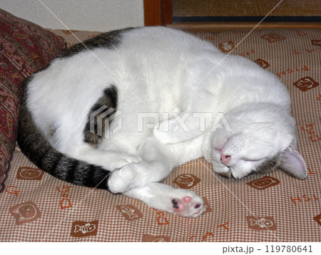 猫の寝顔 猫の寝顔 119780641