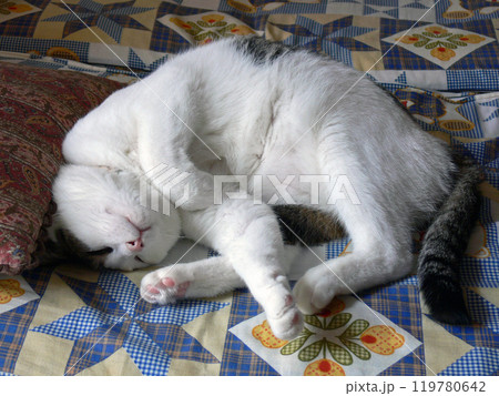 猫の寝顔 119780642