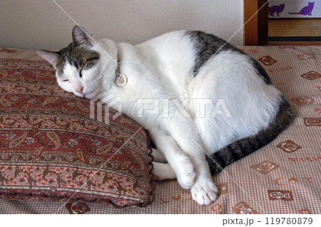 猫の寝顔 119780879