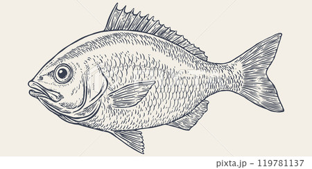 Gilt-head bream, fish, Dorado, seafood, sketch. Vintage retro print, seafood fish sketch, sea life, ink pencil style drawing engrave old school sketch, hand drawn. Sketch artwork fish. Illustration 119781137