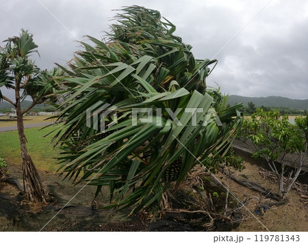 台風で暴風吹き荒れる街路樹 119781343