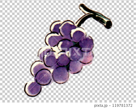 Illustration of grapes painted in watercolor 119781372