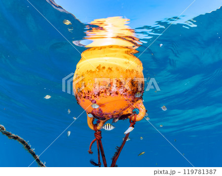 ブイに群れるツムブリ、ニジギンポ、オヤビッチャ、アミメハギ他幼魚の群れ 119781387