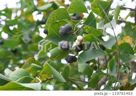ナンキンハゼの実 ナンキンハゼの実 119781483