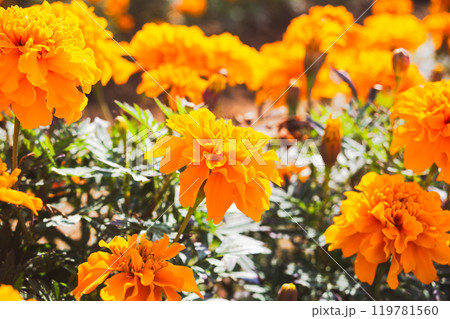 黄色いマリーゴールドの花 黄色いマリーゴールドの花 119781560