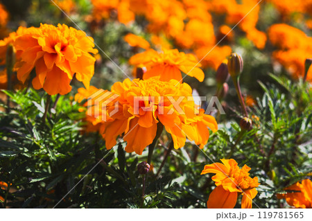 マリーゴールドの花のある風景 119781565