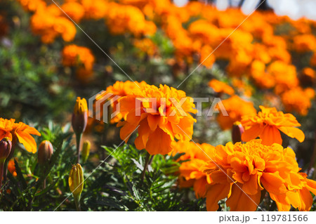 マリーゴールドの花のある風景 マリーゴールドの花のある風景 119781566