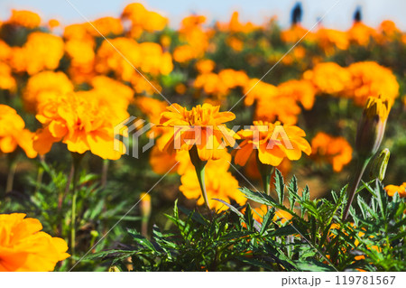 春の日差しを浴びて輝く満開のマリーゴールド 春の日差しを浴びて輝く満開のマリーゴールド 119781567