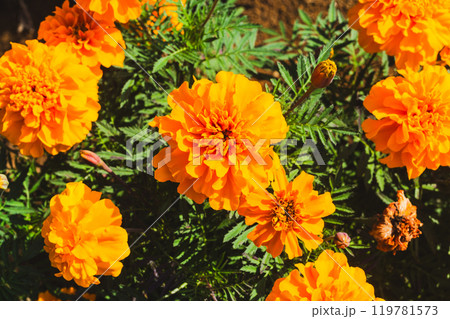 マリーゴールドの花が咲いています マリーゴールドの花が咲いています 119781573