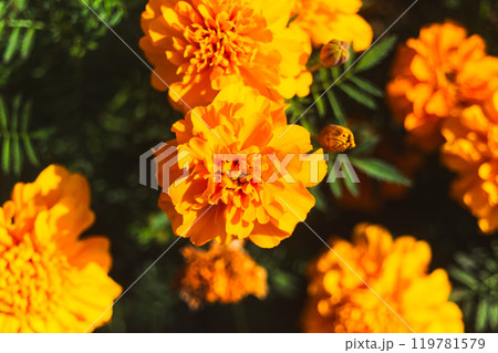 黄色いマリーゴールドの花 黄色いマリーゴールドの花 119781579