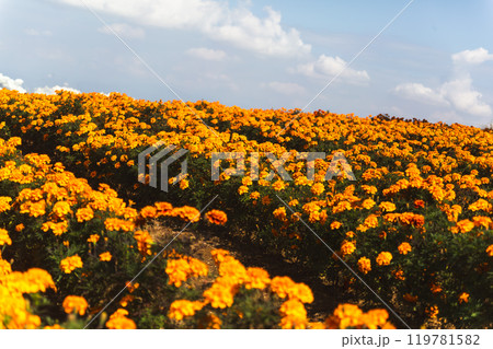 黄色いマリーゴールドの花 黄色いマリーゴールドの花 119781582
