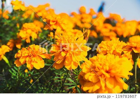 マリーゴールドの花が咲いています 119781607