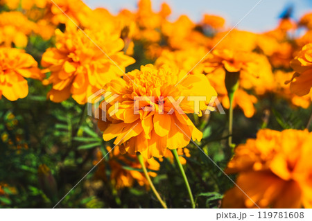 マリーゴールドの花が咲いています マリーゴールドの花が咲いています 119781608