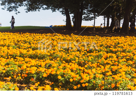 公園の黄色い花 公園の黄色い花 119781613