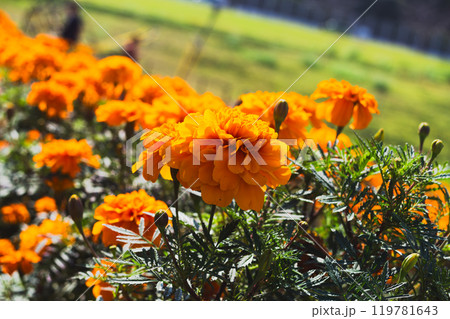マリーゴールドのある風景 マリーゴールドのある風景 119781643