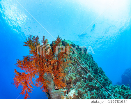 ウミカラマツが生えるドロップオフのキンギョハナダイ、ササスズメダイ他群れ 中木ヒリゾ浜2024 119781684