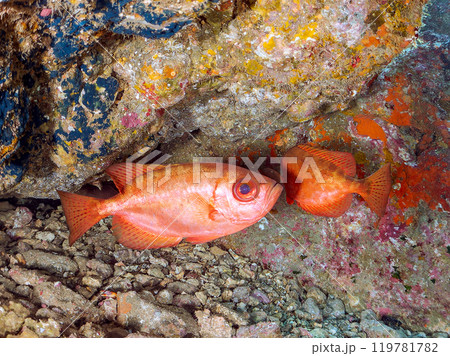 水中洞窟にいる、美しいゴマヒレキントキ、ミナミハタンポ、チョウチョウウオ他中木ヒリゾ浜2024年 119781782