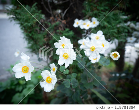 白いシュウメイギクの花 白いシュウメイギクの花 119781884