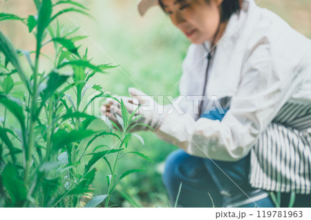 畑の雑草と農家 畑の雑草と農家 119781963