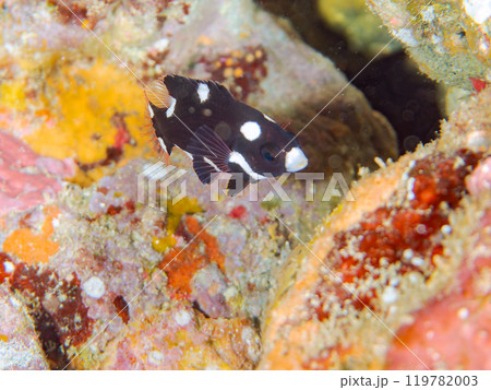 可愛いスミツキベラ（ベラ科）の幼魚他。静岡県伊豆半島賀茂郡南伊豆町中木ヒリゾ浜2024年 119782003