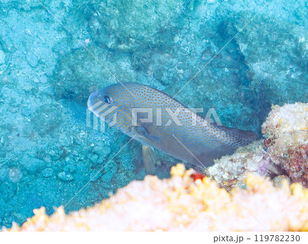 大きく美しいコロダイ（イサキ科）。静岡県伊豆半島賀茂郡南伊豆町中木ヒリゾ浜2024年 119782230