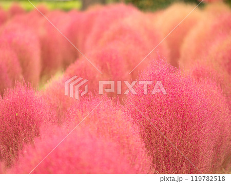 紅葉したコキア 119782518