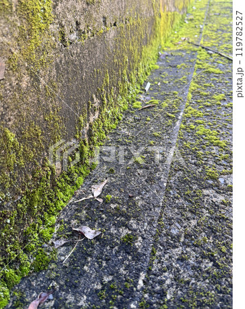 苔がはえた路地 苔がはえた路地 119782527