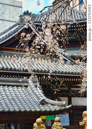 京都　紫雲山頂法寺　六角堂　美しい枝垂れ桜（京都市中京区） 119783003