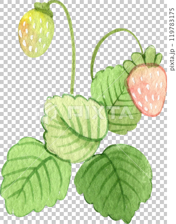 strawberry on a stem, strawberry strawberry bush full of strawberries, hand-drawn watercolor illustration 119783175