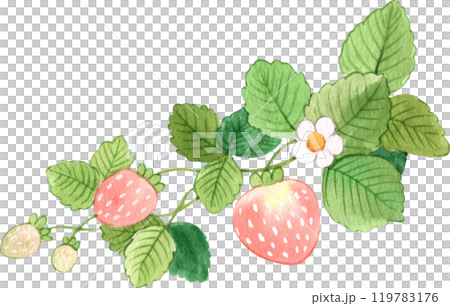 strawberry bush full of strawberries, hand-drawn watercolor illustration strawberry bush full of strawberries, hand-drawn watercolor illustration 119783176