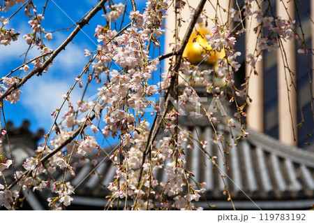 京都　紫雲山頂法寺　六角堂　美しい枝垂れ桜（京都市中京区） 119783192