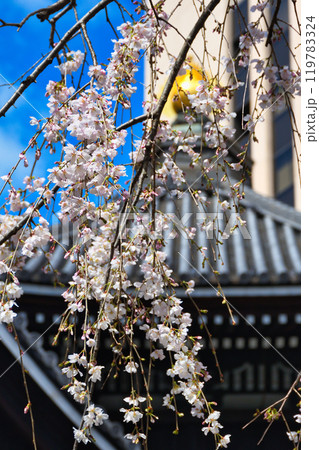 京都　紫雲山頂法寺　六角堂　美しい枝垂れ桜（京都市中京区） 119783324