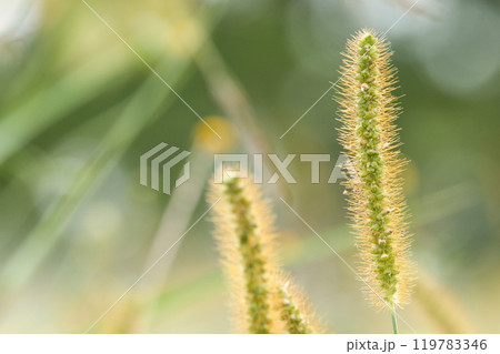 エノコログサが朝日に輝く 119783346