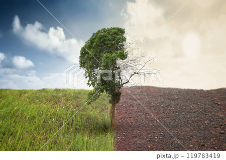 A tree is shown in two different states, one with green leaves and the other with dry twig on landscape of meadow field A tree is shown in two different states, one with green leaves and the other with dry twig on landscape of meadow field 119783419