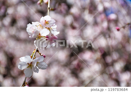 京都　紫雲山頂法寺　六角堂　美しい枝垂れ桜（京都市中京区） 119783684