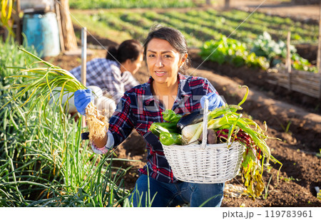 Woman harvesting in her garden with other people in background Woman harvesting in her garden with other people in background 119783961