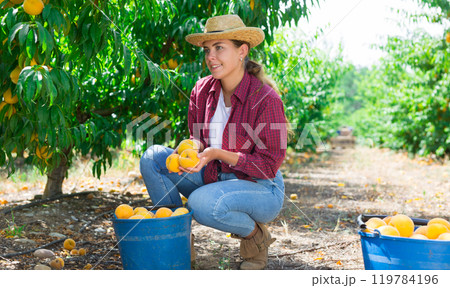 Young woman farmer picking peaches in fruit garden 119784196
