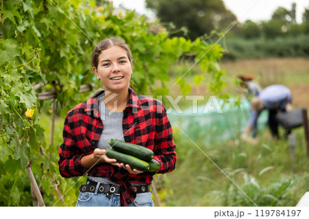 Young woman harvesting cucumbers with her family in field 119784197
