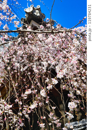 京都　紫雲山頂法寺　六角堂　美しい枝垂れ桜（京都市中京区） 119784231