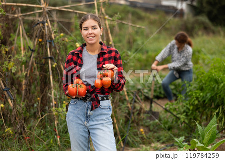Woman is working in garden between beds, picking ripe tomatoes Woman is working in garden between beds, picking ripe tomatoes 119784259