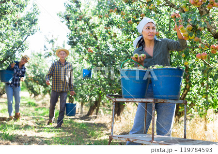 Female farmer picking ripe pears in orchard Female farmer picking ripe pears in orchard 119784593