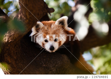 Red panda face in green leaves 119784691