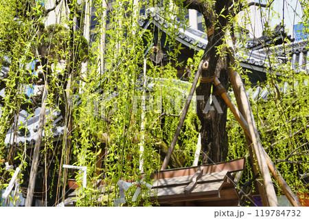 京都 紫雲山頂法寺 六角堂　六角柳と本堂（京都市中京区） 119784732