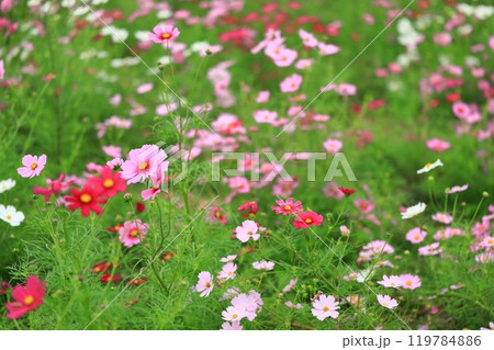 秋の日差しを浴びて輝くコスモス 119784886