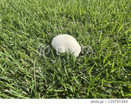 芝生にはえた白いキノコ 119785368