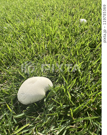芝生にはえた白い2つのキノコ 119785369