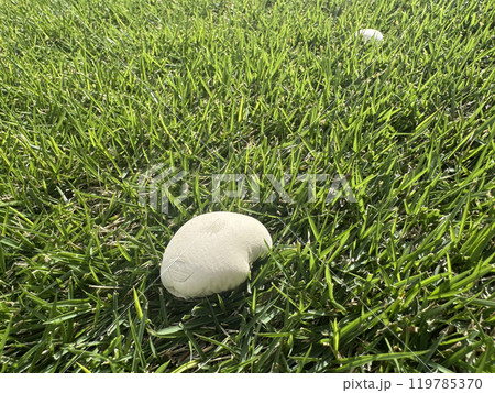 芝生にはえた白い2つのキノコ 芝生にはえた白い2つのキノコ 119785370